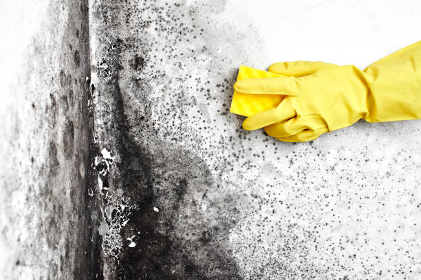 Best Mold Damage Repair  in Earlham, IA