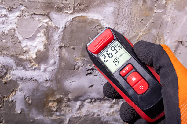 Best Black Mold Removal  in Earlham, IA