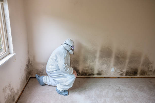 Best Local Mold Removal Service  in Earlham, IA