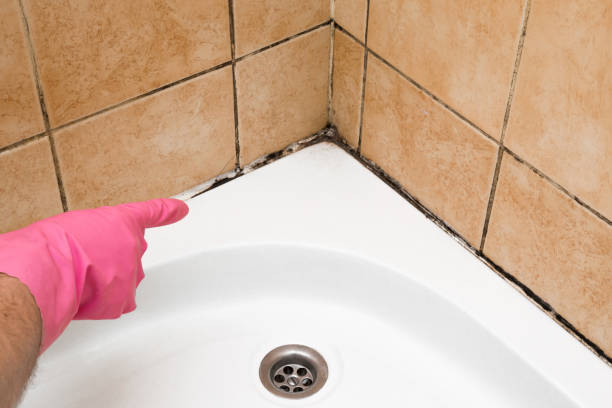 Trusted Earlham, IA Mold Removal Experts